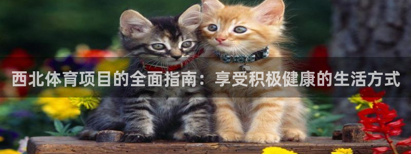 星娱乐文化传媒有限公司