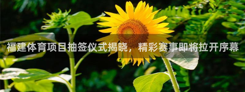 星欧娱乐平台怎么样啊知乎