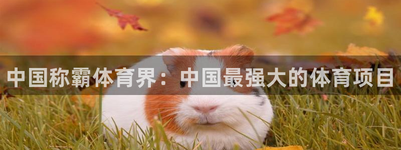 星澳娱乐公司怎么样